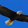 eagleshadow