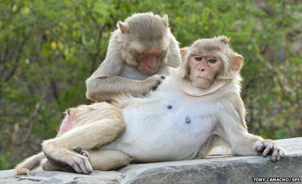 _77313113_c0179071-rhesus_monkeys_grooming-spl.jpg