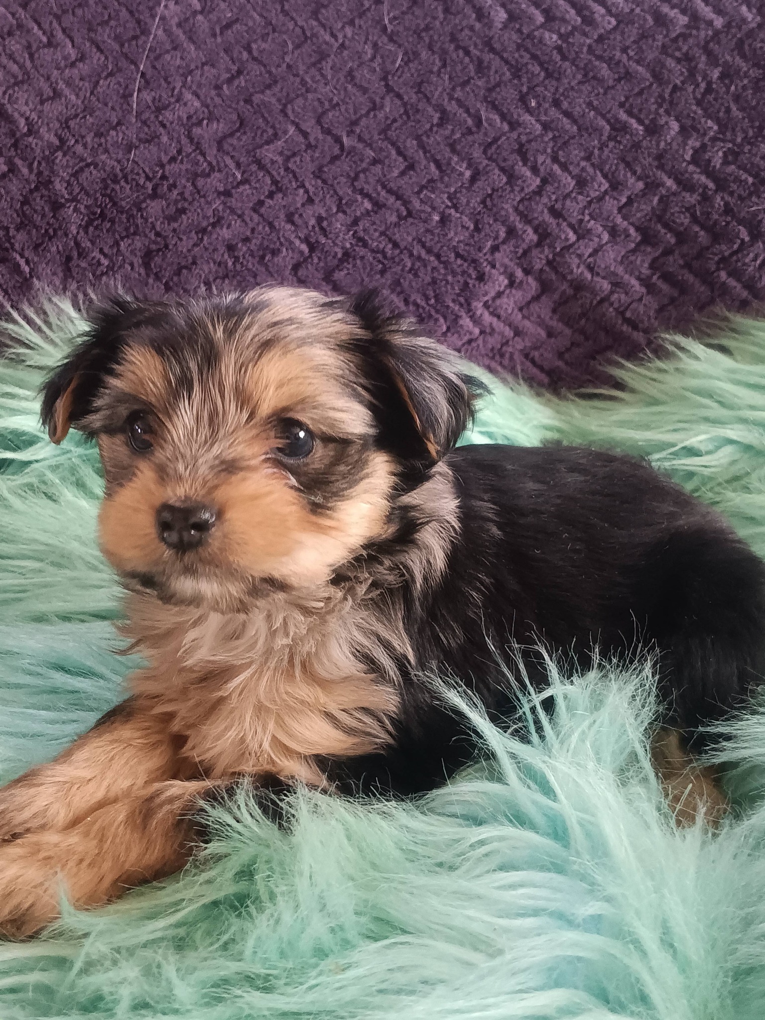 Gracie pup.jpg