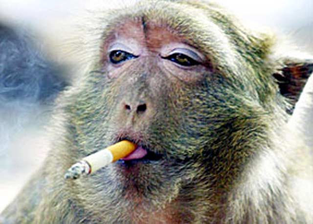 monkey-smoking3.jpg