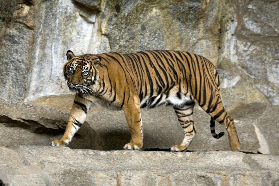 Sumatran_Tiger_Berlin_Tierpark_copy_952x635.jpg