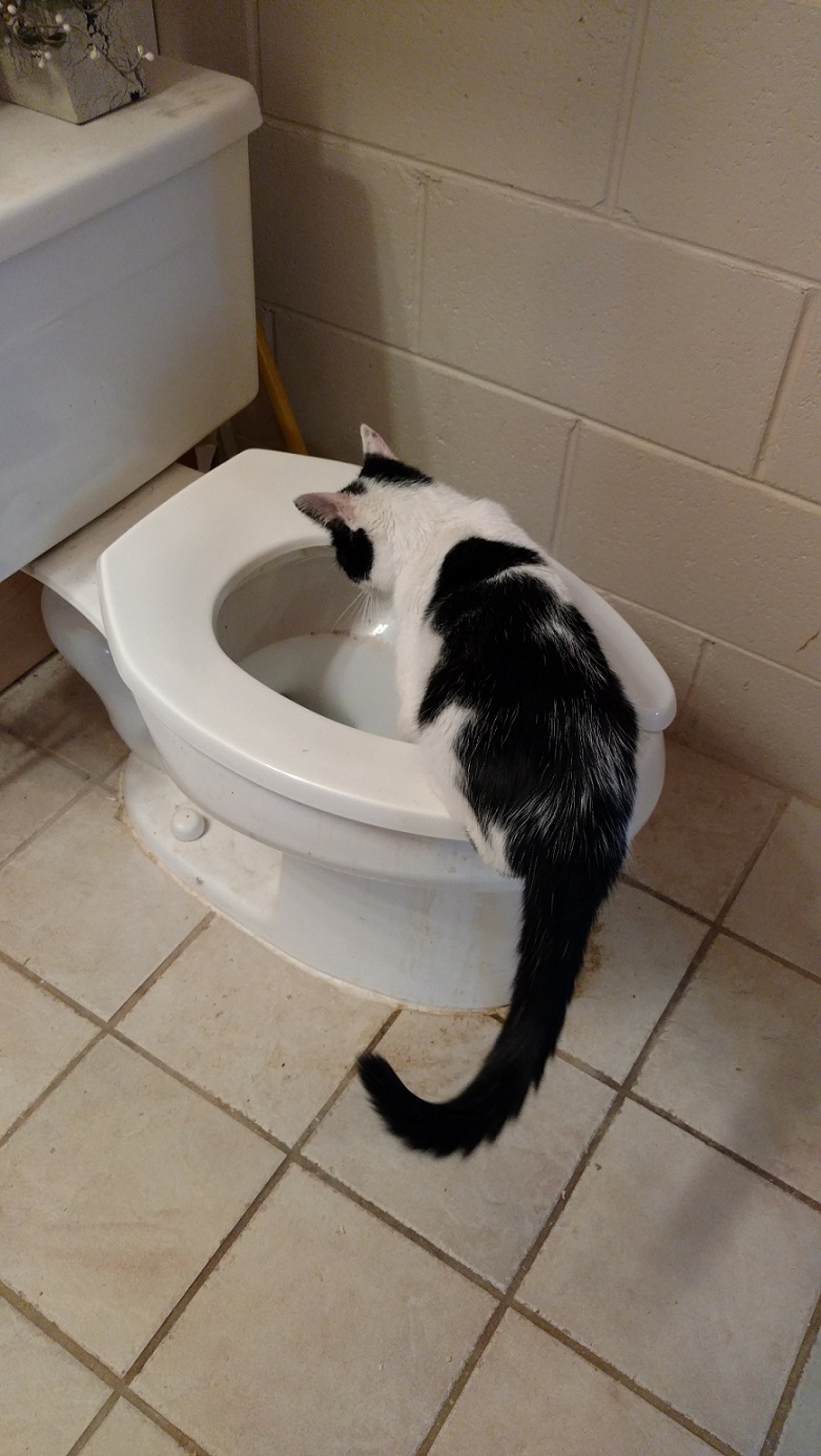 toilet cat - small.jpg