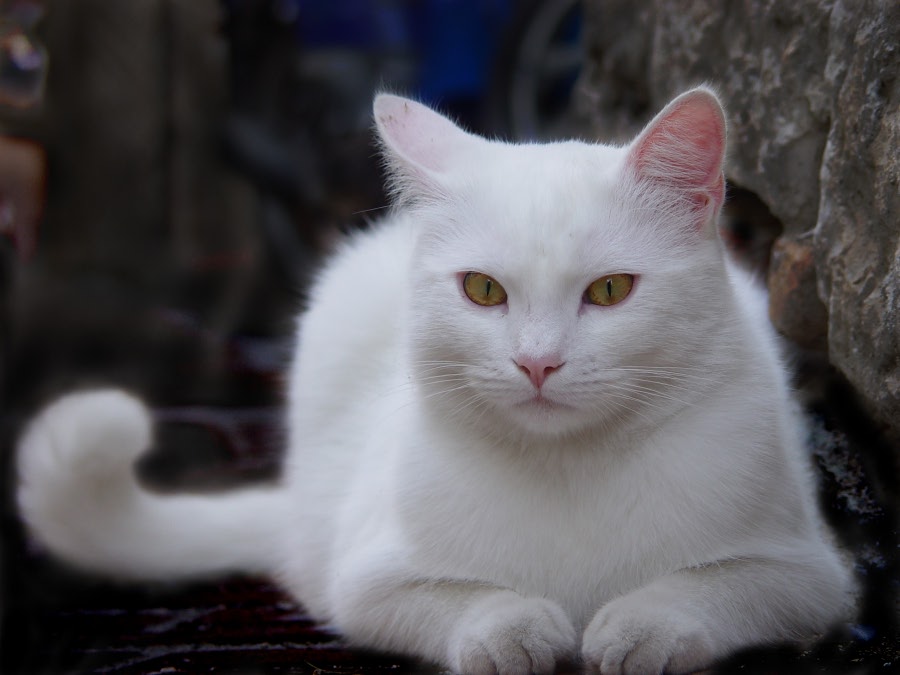 white cat.jpg