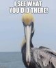 Pelican.jpg