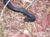 black-snake.jpg