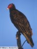 turkeyvulture.jpg