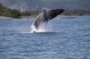 Humpback_Whale_1 -comp.jpg