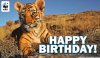 HappyBirthdayTiger-sm.jpg