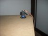 DSCF0336.jpg