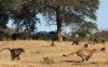 leopards cheetahs monkeys running beautiful dangerous animal attacks new picture.jpg