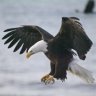 Strong Eagle