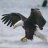 Strong Eagle