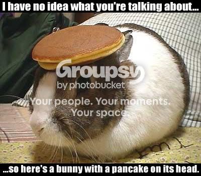 bunny.jpg