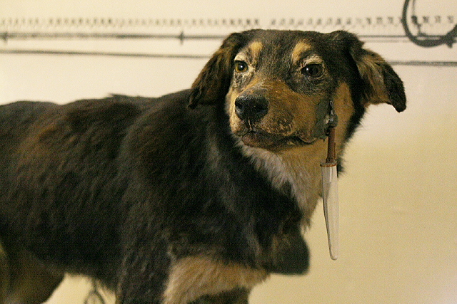 One_of_Pavlov%27s_dogs.jpg