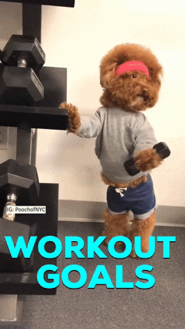 giphy.gif