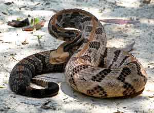 animals-rattlesnake-30.jpg