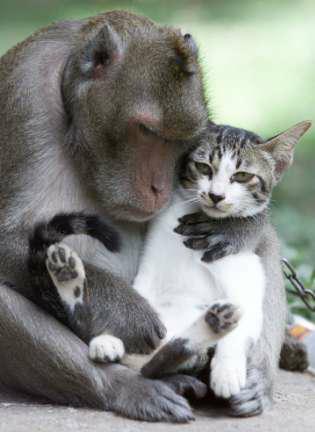 monkeyandcat.JPG