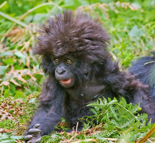 aint-they-the-best-monkeys-16417854-500-463.jpg