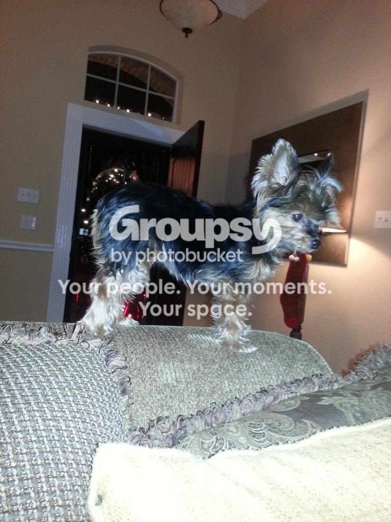 20121218_183815_zps668cb57f.jpg
