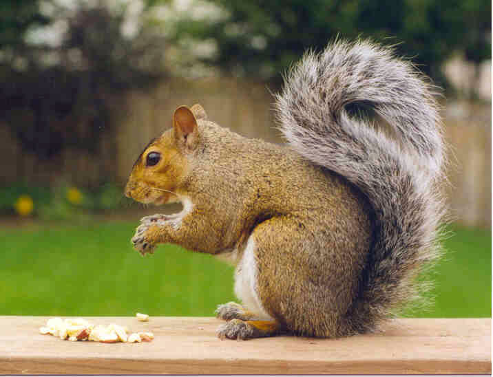 squirrel.jpg
