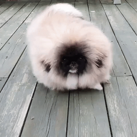 giphy.gif