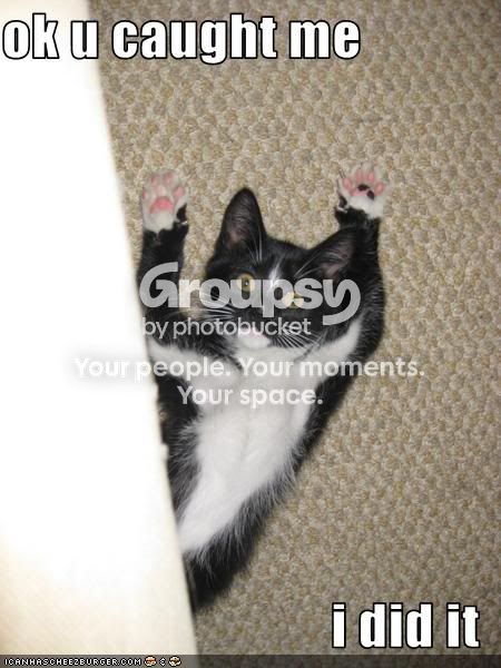 funny-pictures-kitten-did-it-1.jpg