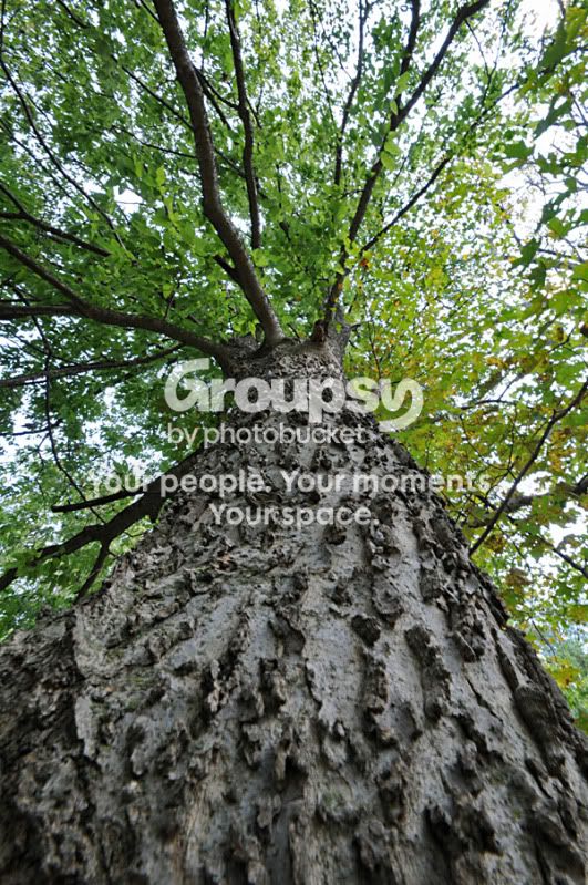 tree.jpg