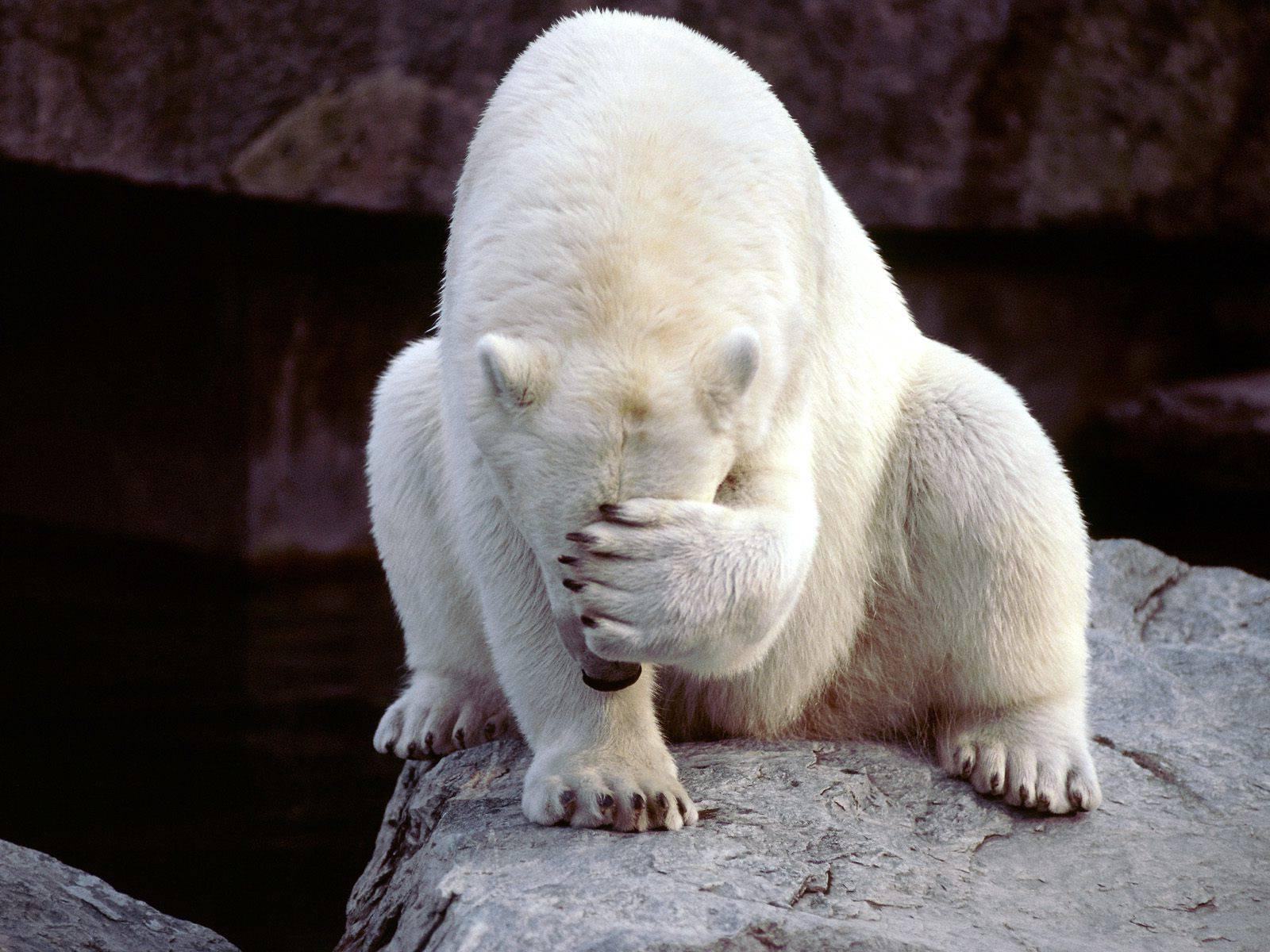 bear_polar_bear_facepalm.jpg