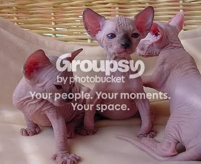 furless.jpg