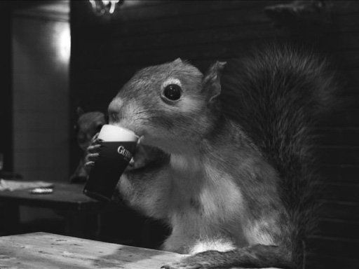 guinness_squirrel.jpg