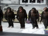 monkys.gif