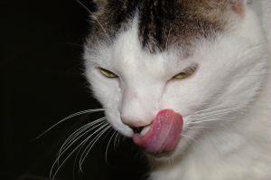 126937-300x199-cat-licking-face.jpg