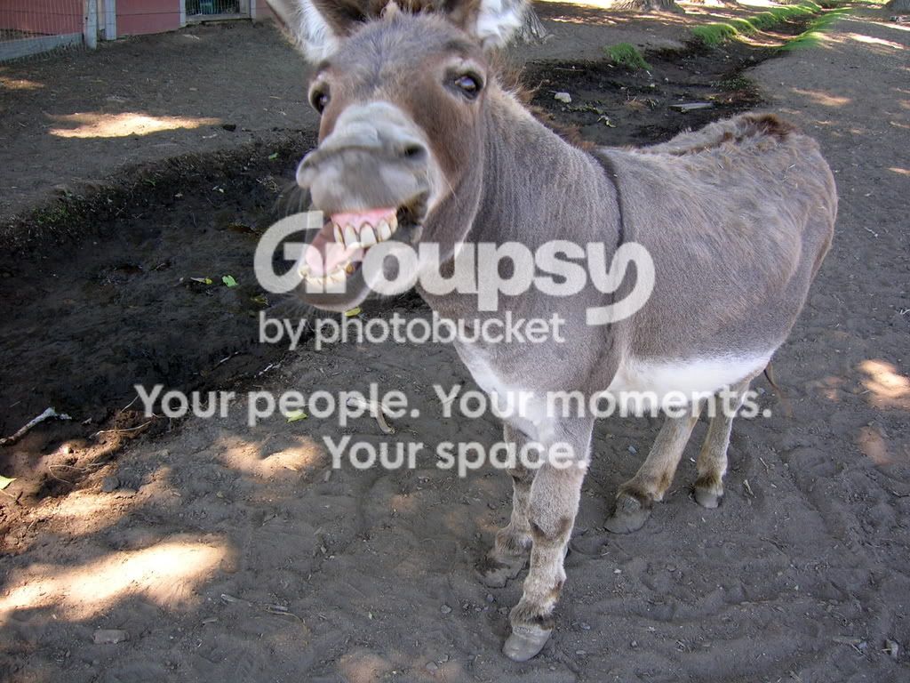 donkey20oatie20image.jpg