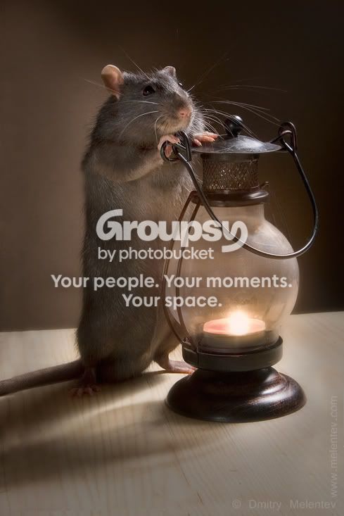 ratlight.jpg