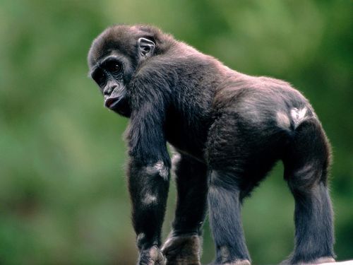 Gorilla-monkeys-14750700-500-375.jpg