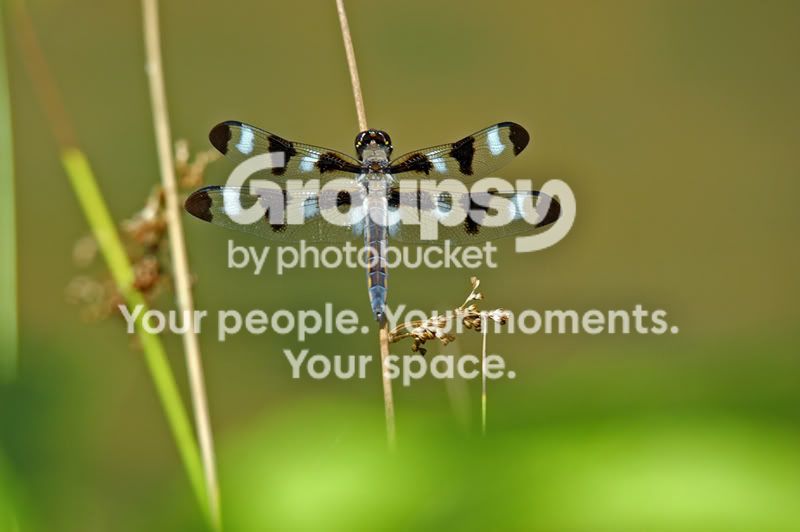 dragonfly2.jpg
