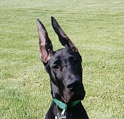 GreatDaneDillonHd-16wks.jpg