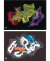 Figure 3.14. Differences in the recognition of hen egg-white lysozyme by immunoglobulins and T-cell receptors.