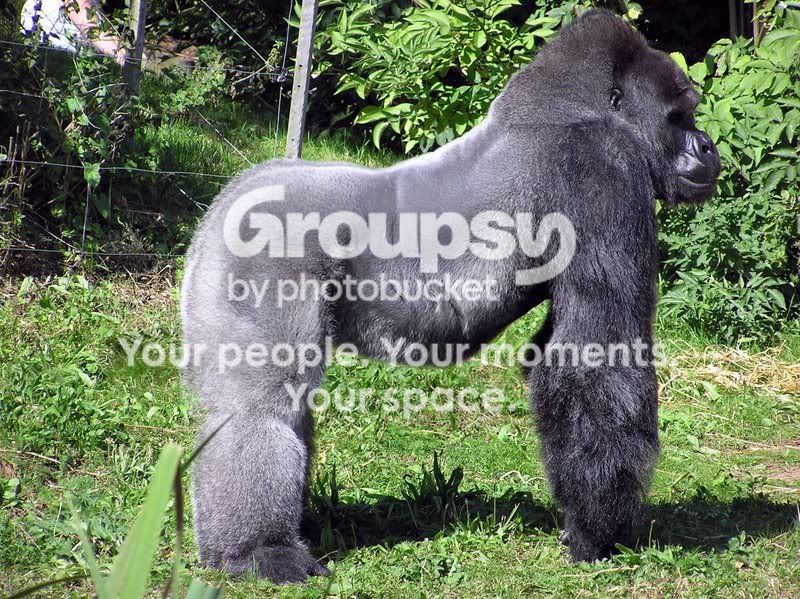 gorilla.jpg