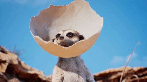 giphy.gif