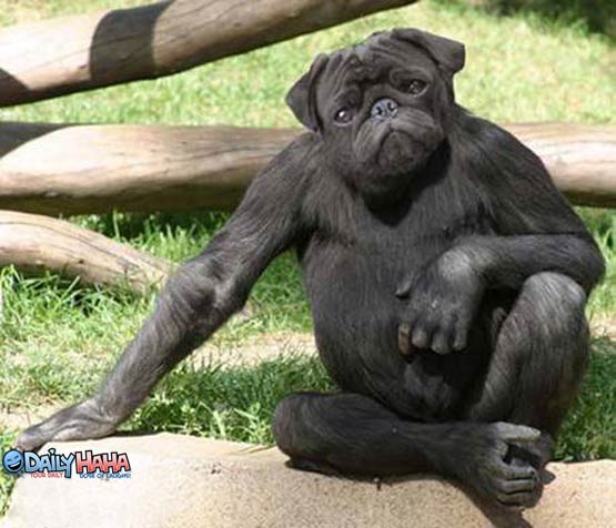 dog_monkey.jpg