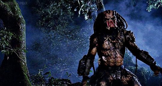 Wolf Predator Gif
