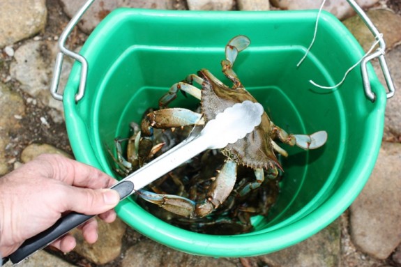 big-crab-in-tongs-575x383.jpg