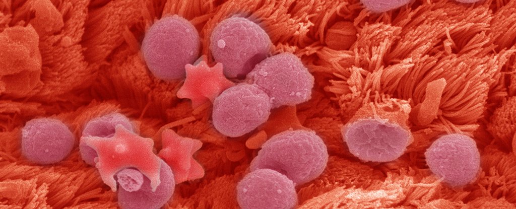 www.sciencealert.com