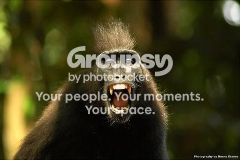 AngryMonkey.jpg
