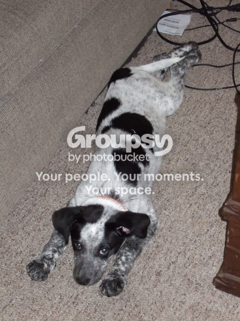 Puppy5-5-09001.jpg