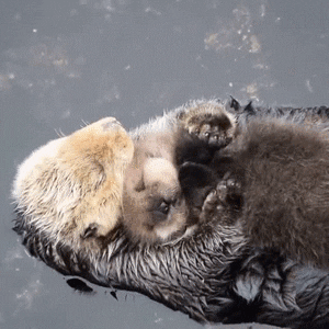 giphy.gif