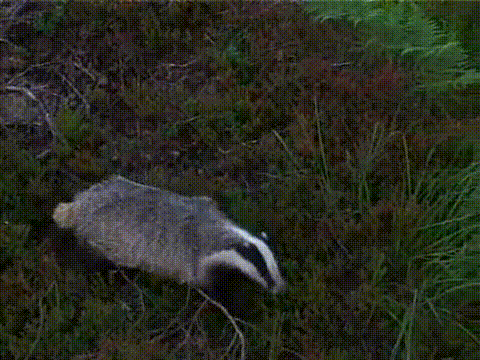 Nope Badger - Reaction GIFs