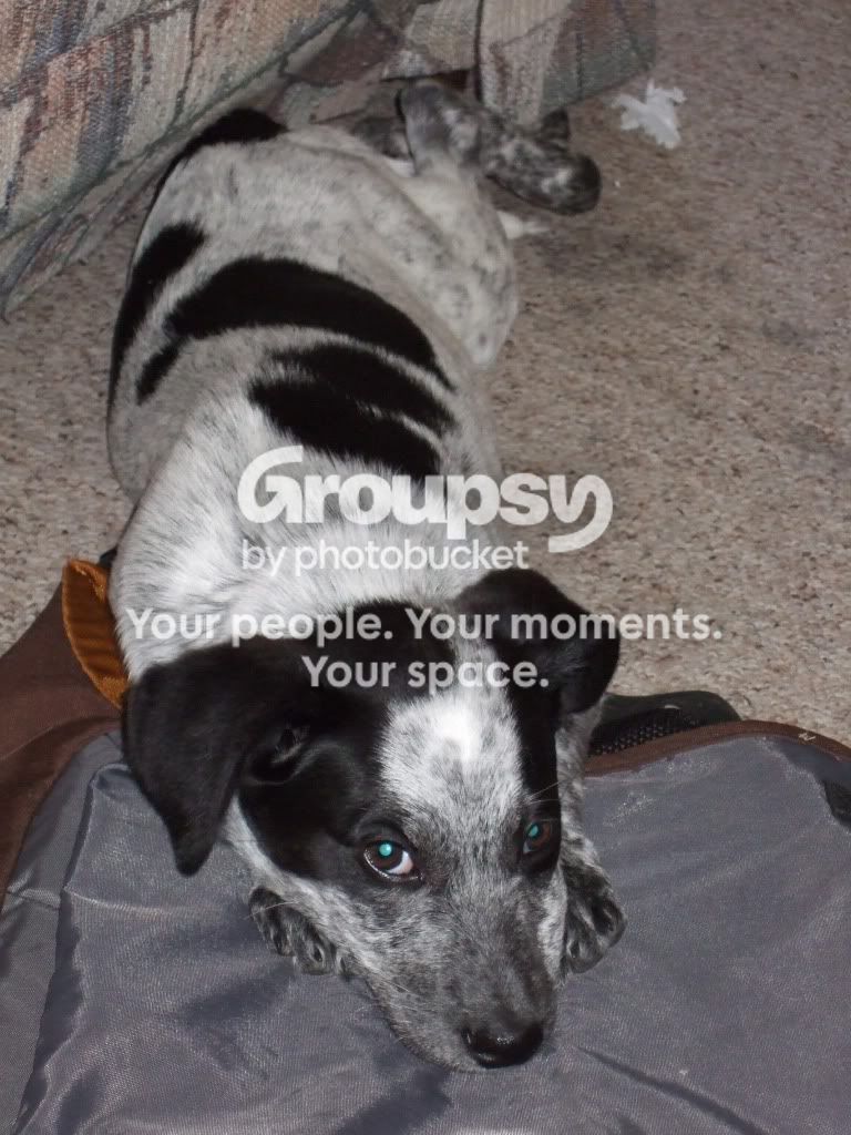 Puppy5-5-09022.jpg