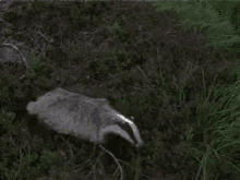 Nope Badger GIFs | Tenor